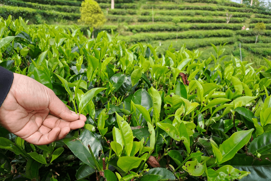 cảnh đẹp trà tươi