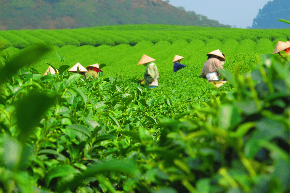 thu hoạch trà tươi